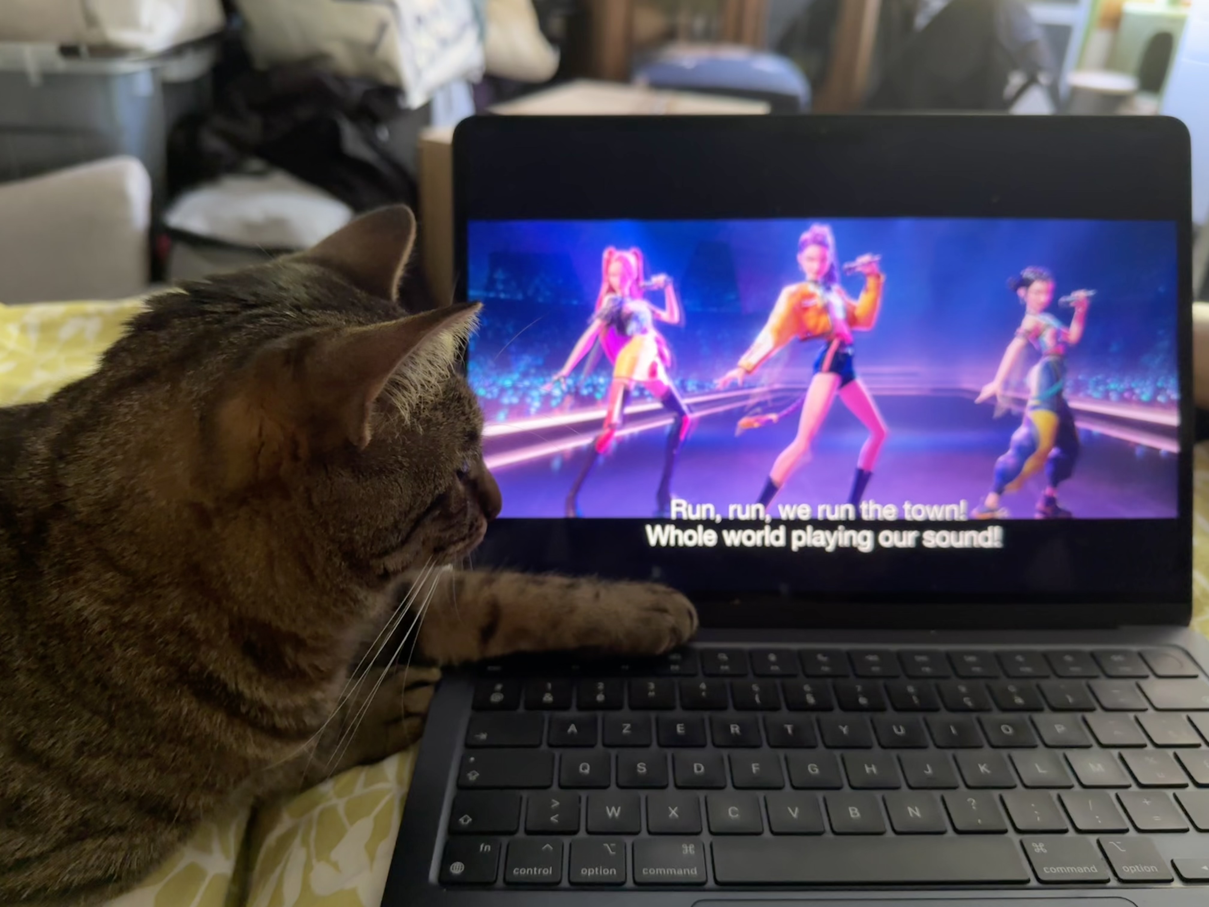 Ma chatte regarde le film attentivement, avec une patte sur le MacBook Air.