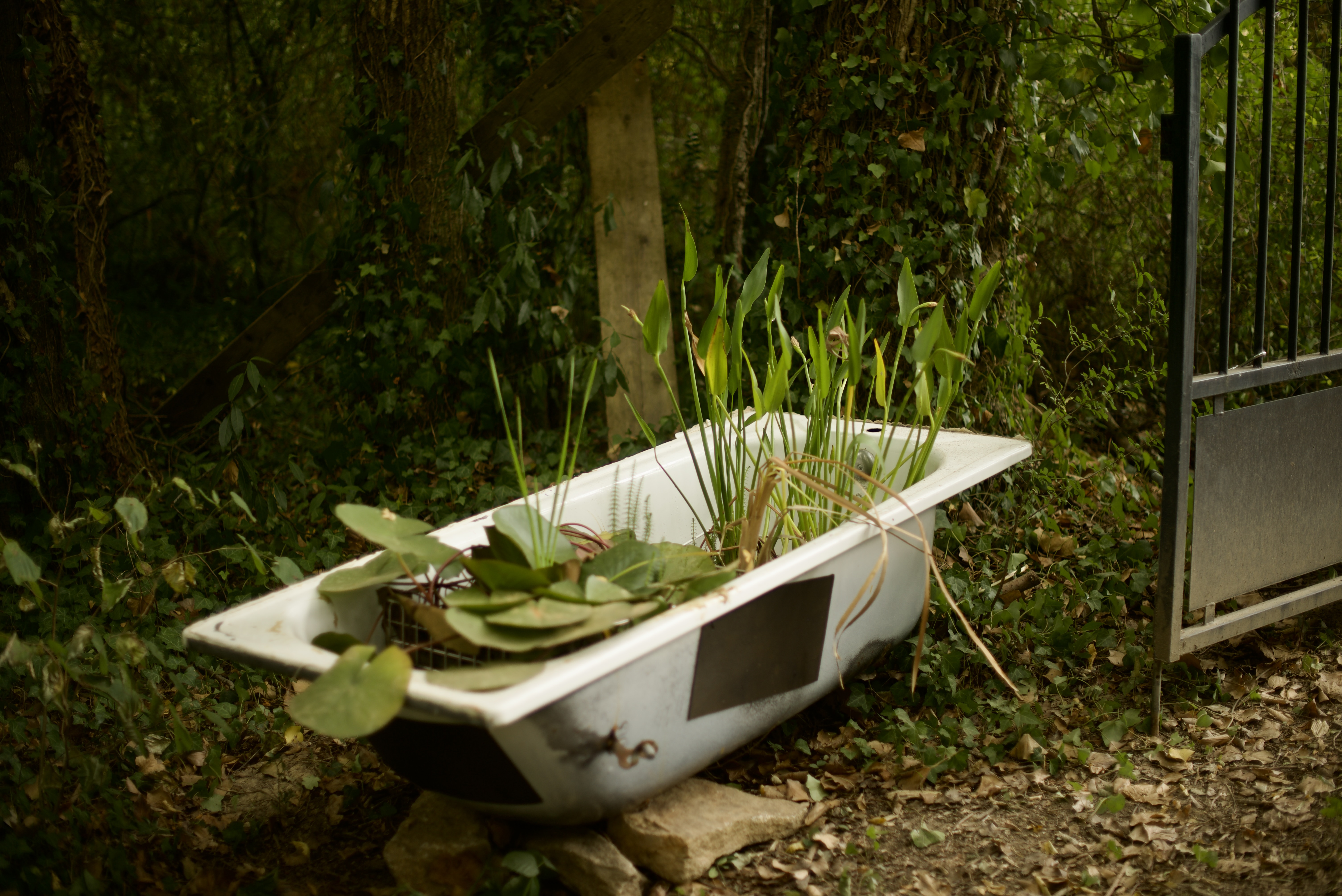 Photo irréelle d'une baignoire solitaire dans la forêt, pleine de plantes aquatiques.