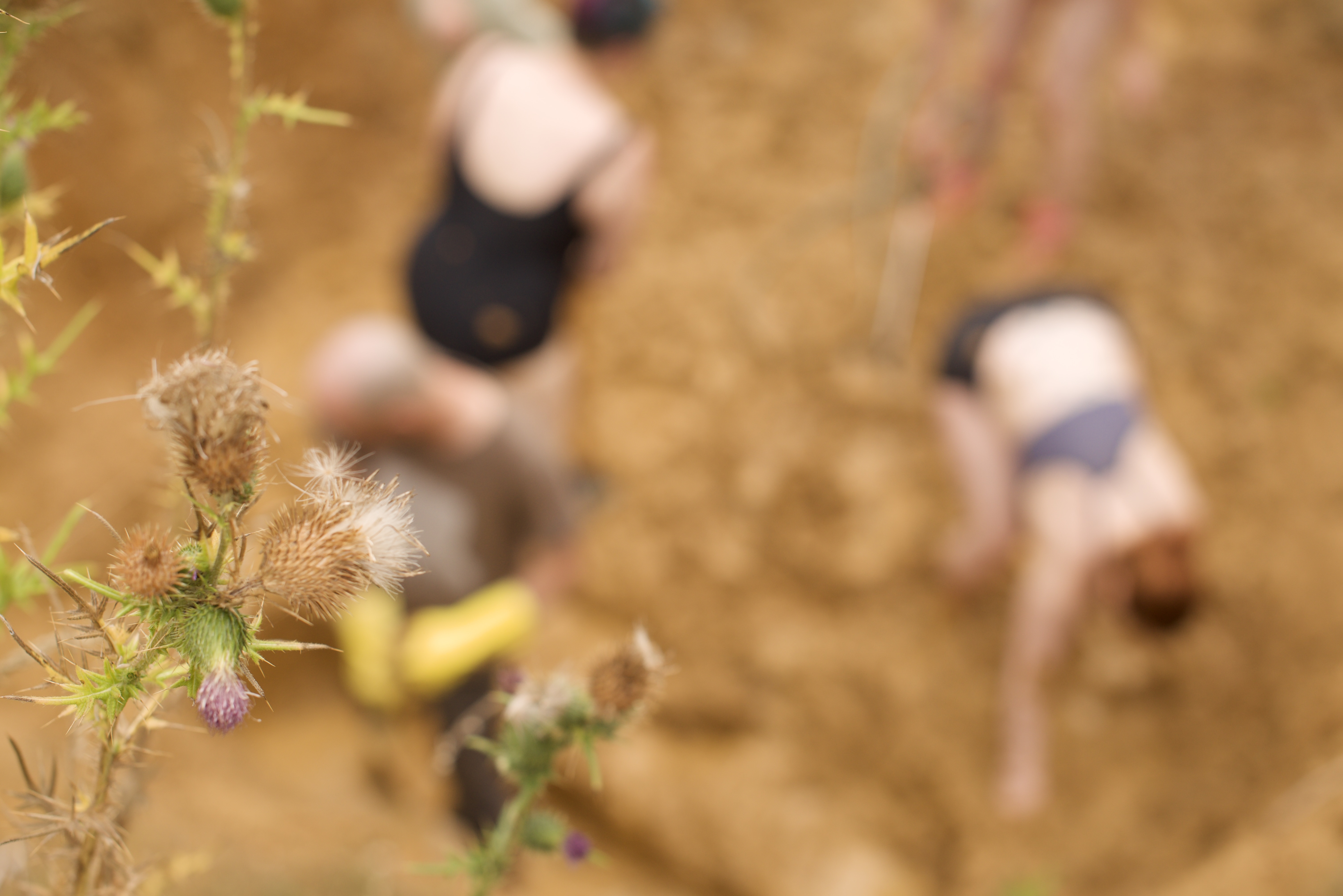 Au premier plan, un pied de chardon, net. Dans l'arrière-plan, flou, des formes humaines et peu vêtues.