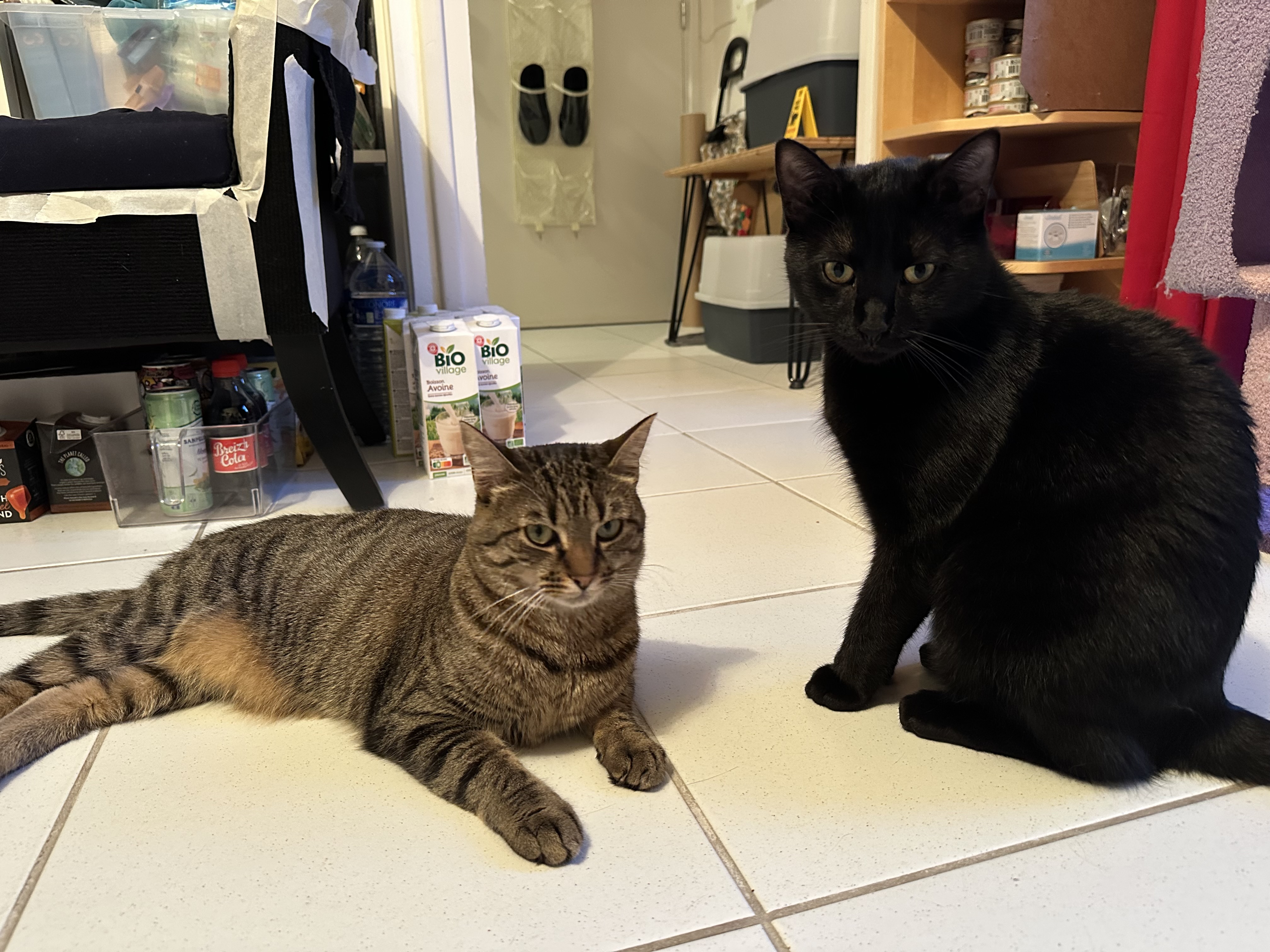 photo de nos deux chattes dans une pose martiale