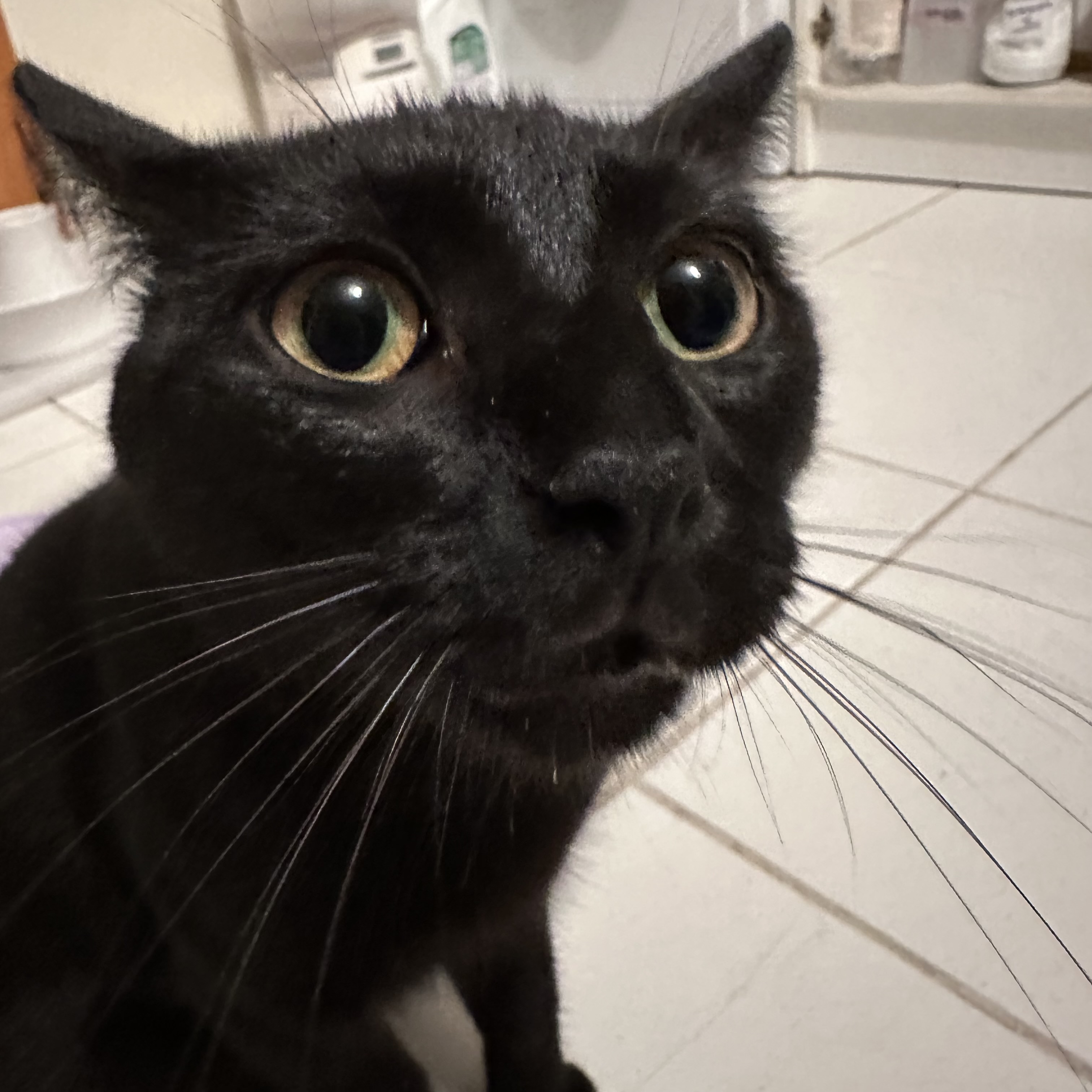 La petite chatte noire qui essaie de demander de la pâtée alors qu'elle a déjà mangé.