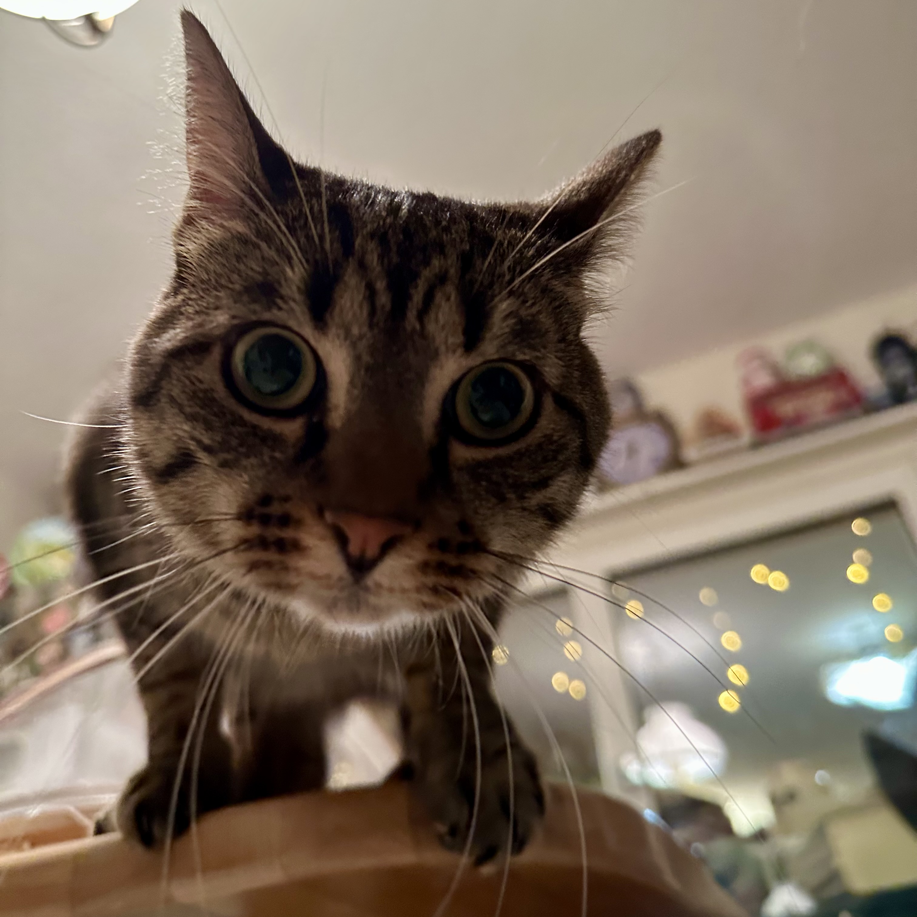 La grande chatte tabby qui demande de la pâtée alors qu'elle a déjà mangé, elle aussi.