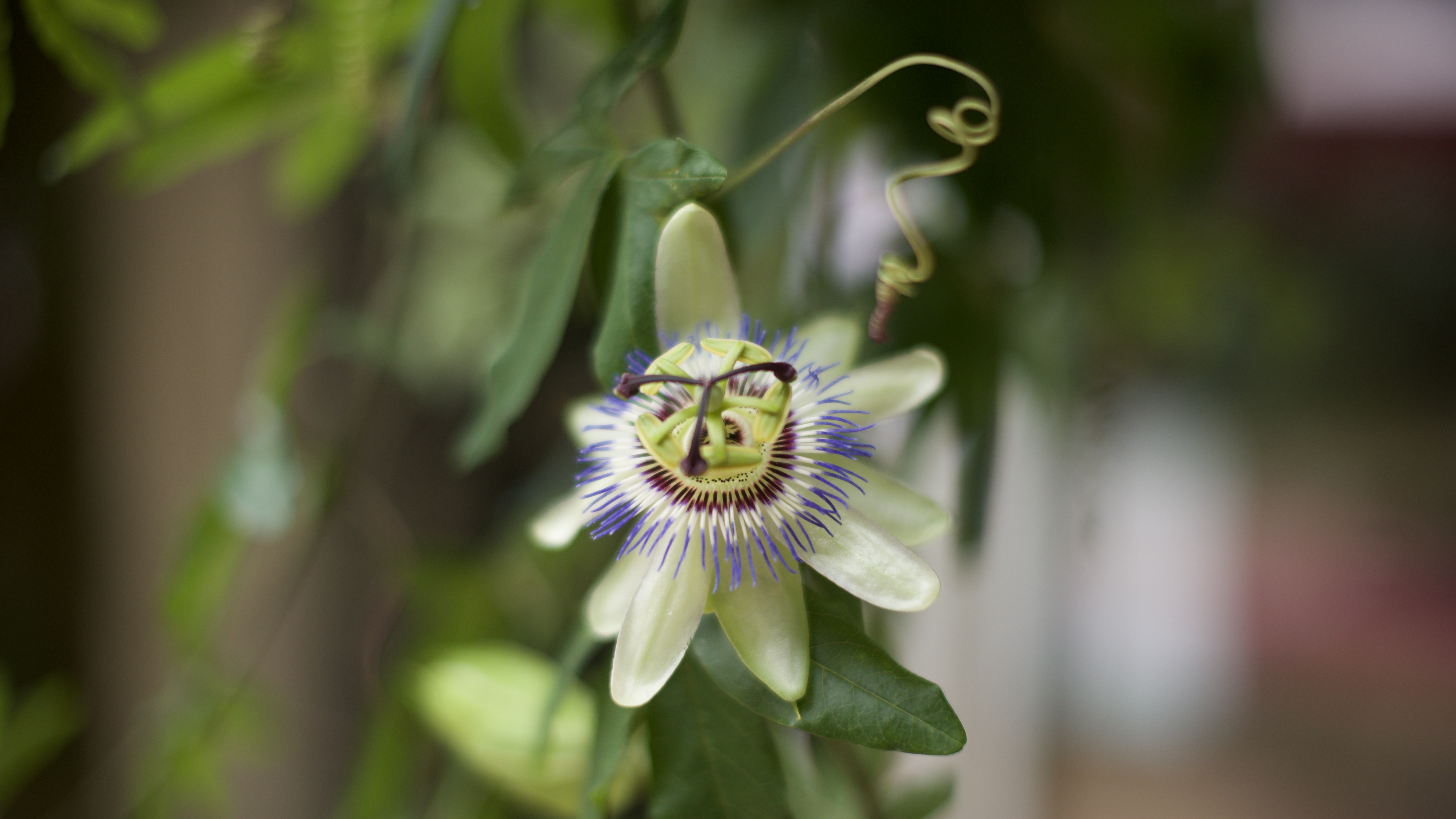 Belle photo en gros plan d'une fleur de passiflore