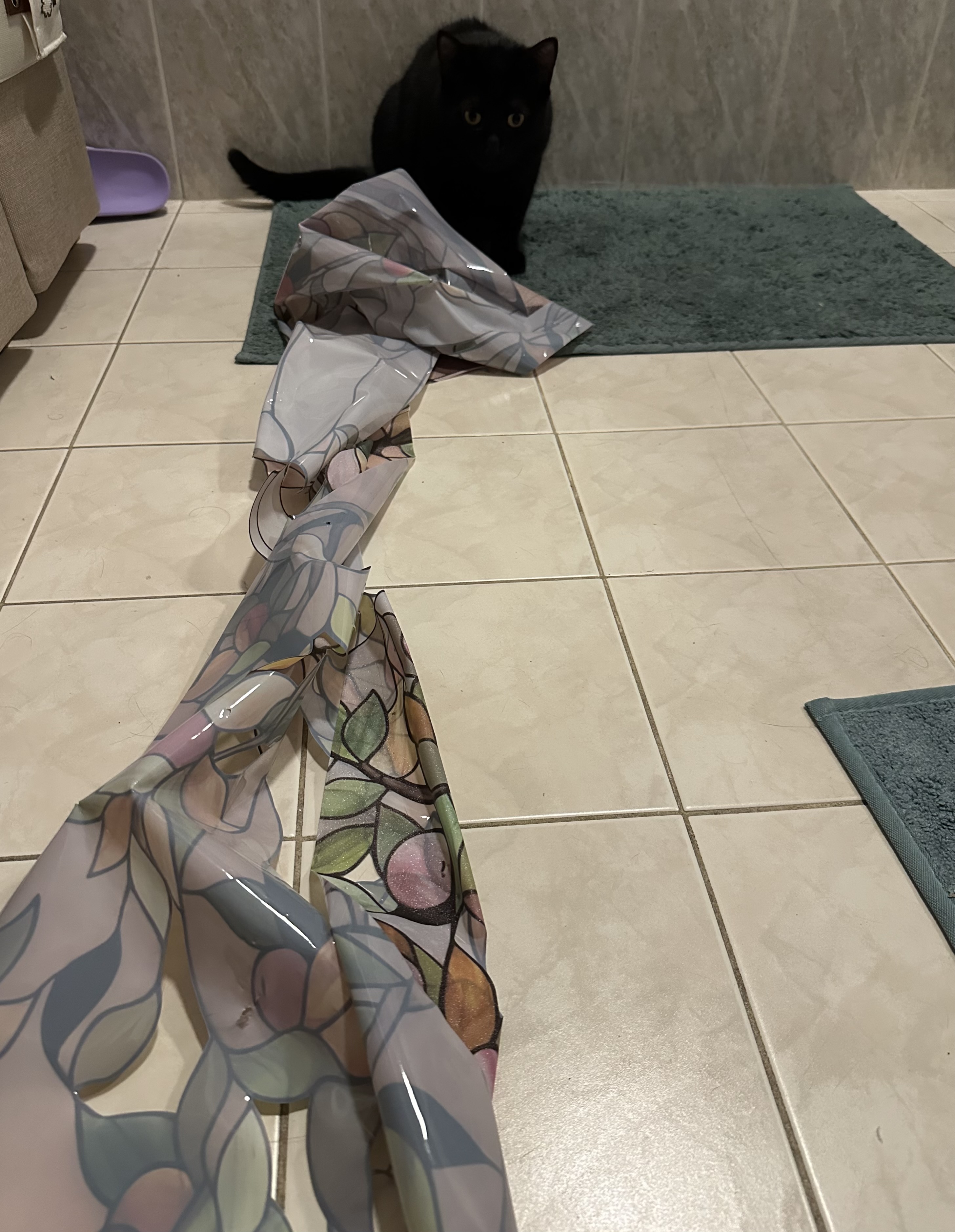 Ma jolie chatte noire pose à côté de son trophée, une gigantesque feuille de plastique emmélée